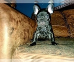 Small Photo #2 French Bulldog Puppy For Sale in GRANDVIEW, WA, USA
