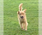 Small #2 Golden Retriever