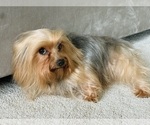 Small Photo #1 Yorkshire Terrier Puppy For Sale in LAS VEGAS, NV, USA