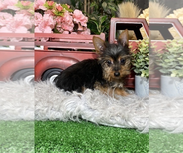Medium Photo #5 Yorkshire Terrier Puppy For Sale in CANOGA, NY, USA