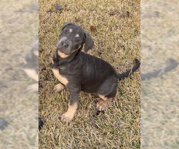 Medium Photo #1 American Staffordshire Terrier-Unknown Mix Puppy For Sale in Decatur, GA, USA