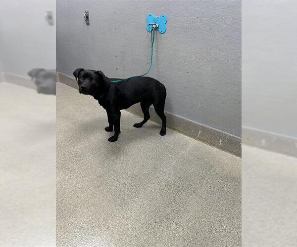 Medium Photo #1 Labrador Retriever-Unknown Mix Puppy For Sale in Las Vegas, NV, USA