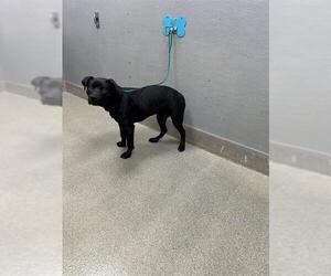 Labrador Retriever-Unknown Mix Dogs for adoption in Las Vegas, NV, USA
