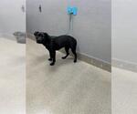 *RITA - Female Labrador Retriever-Unknown Mix Dog for Adoption - Small photo