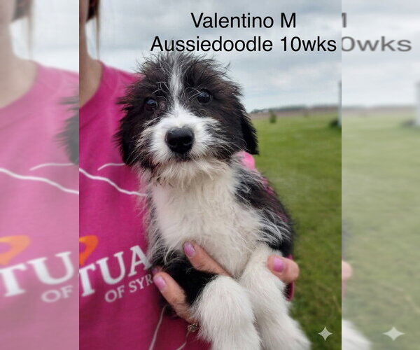 Medium Photo #1 Mutt Puppy For Sale in Studio City, CA, USA