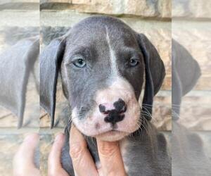 Great Dane Puppy for sale in SELLERSBURG, IN, USA