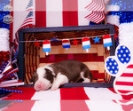 Puppy Moby Border Collie