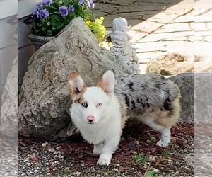 Father of the Pembroke Welsh Corgi puppies born on 12/10/2022