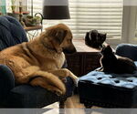 Small #4 Anatolian Shepherd Mix
