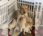 Small Photo #13 Labrador Retriever Puppy For Sale in ROMOLAND, CA, USA