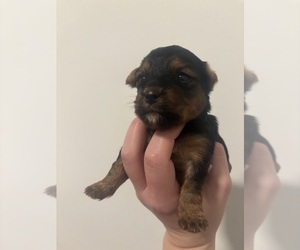 Yorkshire Terrier Litter for sale in SUTHERLAND, VA, USA
