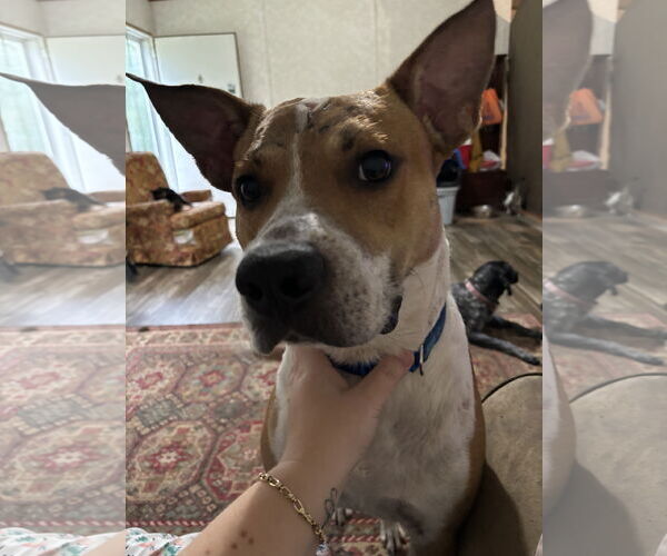 Medium Photo #4 Mutt Puppy For Sale in  Gainesville, FL, USA