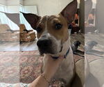 Small #3 Mutt