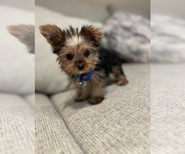 Medium Photo #3 Yorkshire Terrier Puppy For Sale in PALMDALE, CA, USA