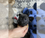 Small Photo #5 French Bulldog Puppy For Sale in CROWNSVILLE, MD, USA