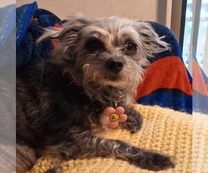 Mutt Dogs for adoption in Rochester, NY, USA