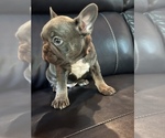Small Photo #7 French Bulldog Puppy For Sale in NEWARK, OH, USA