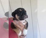 Small Photo #4 English Bulldog Puppy For Sale in EUGENE, OR, USA