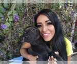Jaguar! - Female Mutt Dog for Adoption - Small photo