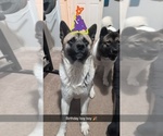 Small Photo #1 Akita Puppy For Sale in MOHRSVILLE, PA, USA