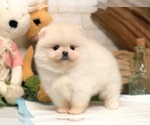 Small Photo #6 Pomeranian Puppy For Sale in SEATTLE, WA, USA