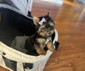Yorkshire Terrier Puppy for sale in BLAUVELT, NY, USA