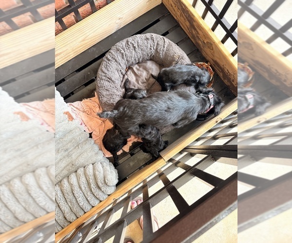 Medium Photo #7 YorkiePoo Puppy For Sale in FLORENCE, SC, USA