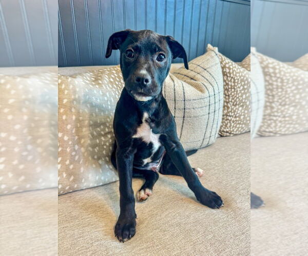 Medium Photo #5 Mutt Puppy For Sale in Mooresville, NC, USA