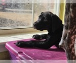 Small Photo #7 German Shorthaired Pointer Puppy For Sale in MCKINNEY, TX, USA