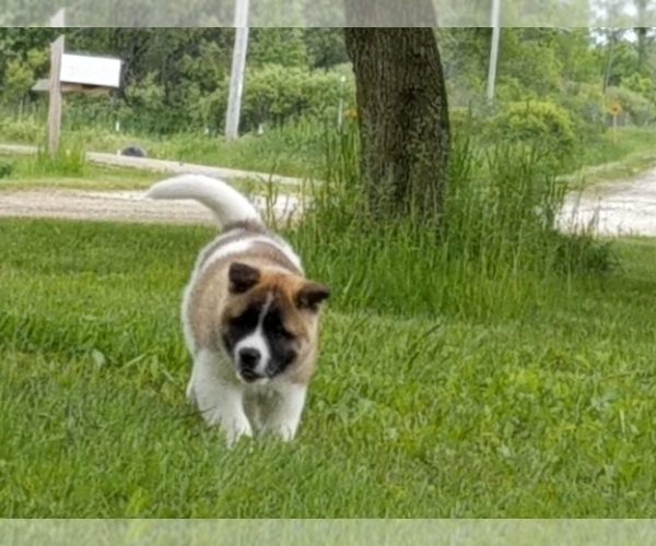 Medium Photo #14 Akita Puppy For Sale in LENA, WI, USA