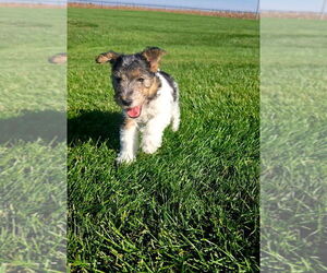 Wire Fox Terrier Puppy for sale in MARENGO, IL, USA