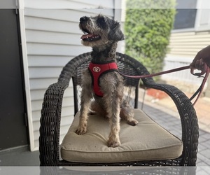 Schnauzer (Miniature) Puppy for Sale in NAPLES, Florida USA