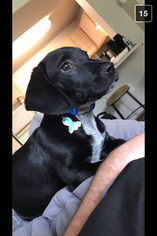 Basset Hound-Labrador Retriever Mix Dogs for adoption in TYLER, TX, USA
