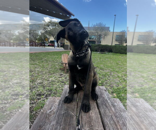 Medium Photo #1 Mutt Puppy For Sale in Imlay City, MI, USA