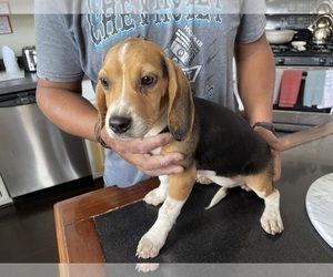 Beagle Puppy for sale in WOODFORD, VA, USA