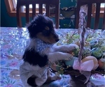 Small Photo #20 Bearded Collie Puppy For Sale in HEDGESVILLE, WV, USA