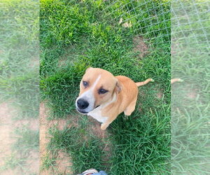 Livvy - Female Mutt Dog for Adoption - Photo #6