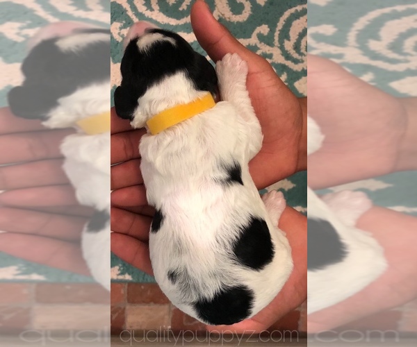 Medium Photo #2 Springerdoodle Puppy For Sale in ANZA, CA, USA