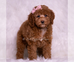 Small #2 Goldendoodle (Miniature)