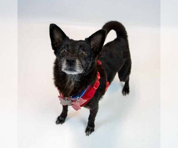Medium Photo #5 Chihuahua-Unknown Mix Puppy For Sale in Kennesaw, GA, USA
