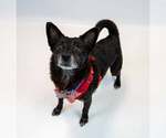 Small #4 Chihuahua Mix