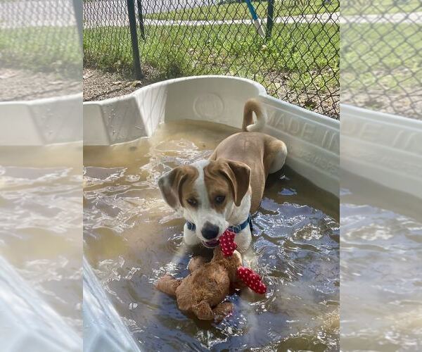 Medium Photo #10 Mutt Puppy For Sale in Elmsford, NY, USA