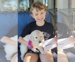 Puppy 2 English Cream Golden Retriever