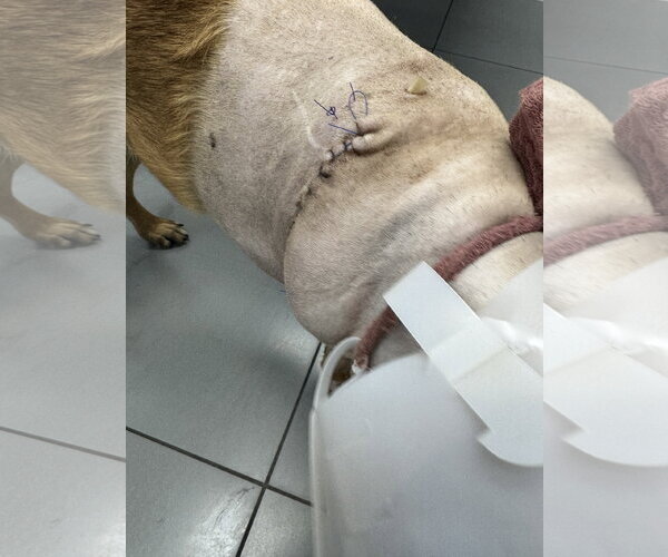 Medium Photo #8 German Shepherd Dog-Unknown Mix Puppy For Sale in San Diego, CA, USA