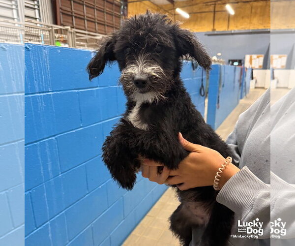 Medium Photo #1 Jack Russell Terrier-Unknown Mix Puppy For Sale in Washington, DC, USA