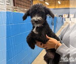 Nix - Female Jack Russell Terrier-Unknown Mix Dog for Adoption - Small photo