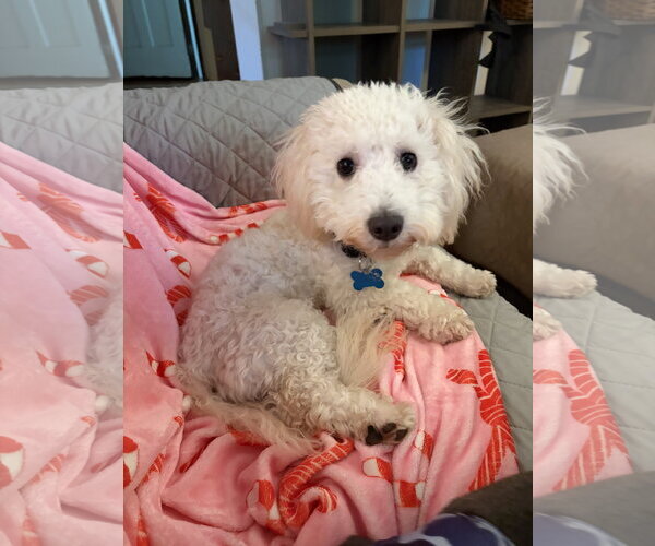 Medium Photo #2 Maltese-Unknown Mix Puppy For Sale in Plainfield, IL, USA