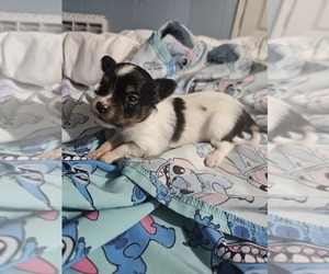 Papillon Puppy for sale in FULTON, MO, USA