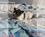 Small Papillon