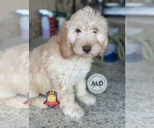 Australian Labradoodle Puppy for sale in ALAMO, TX, USA